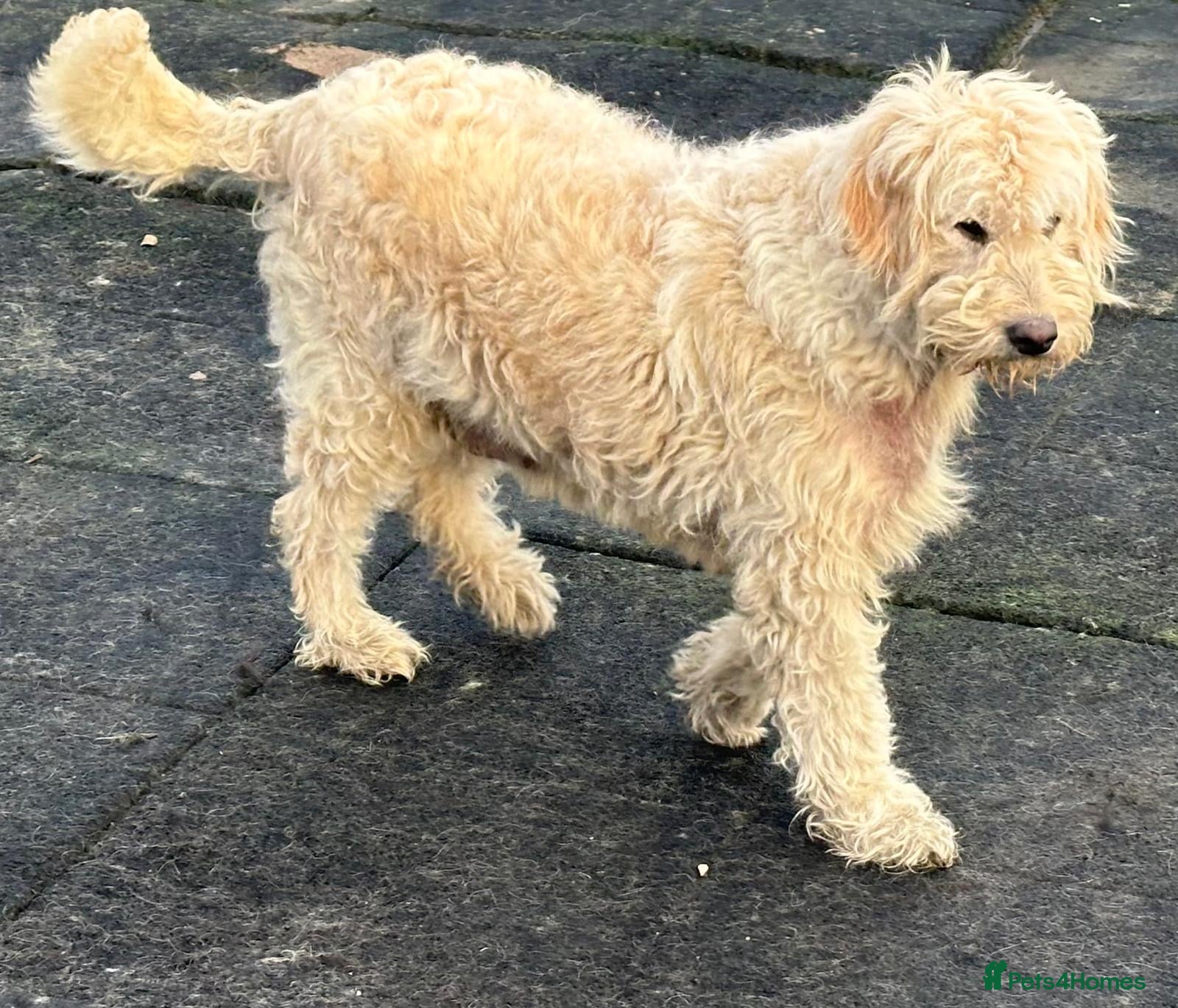 Goldendoodle dogs F1 GOLDENDOODLE FEMALE - Advert 1