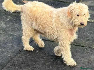 Goldendoodle dogs F1 GOLDENDOODLE FEMALE - Advert 1
