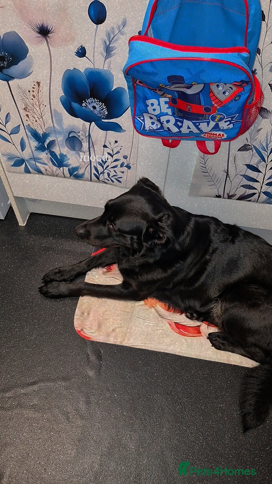 Mixed Breed dogs for sale: LABRADOR - Advert 2