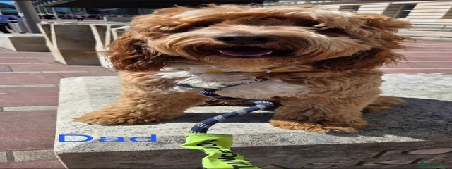 Rupert