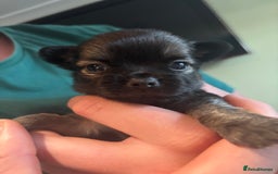 Chihuahua dogs for sale: Boy long haired chihuahua puppies  - Image 1