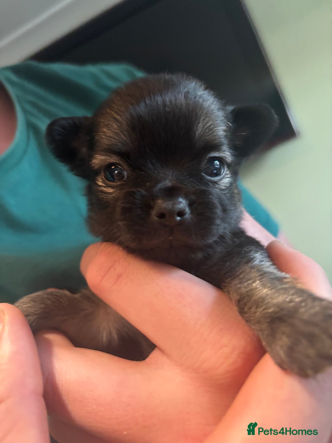 Chihuahua dogs for sale: Boy long haired chihuahua puppies  - Image 1