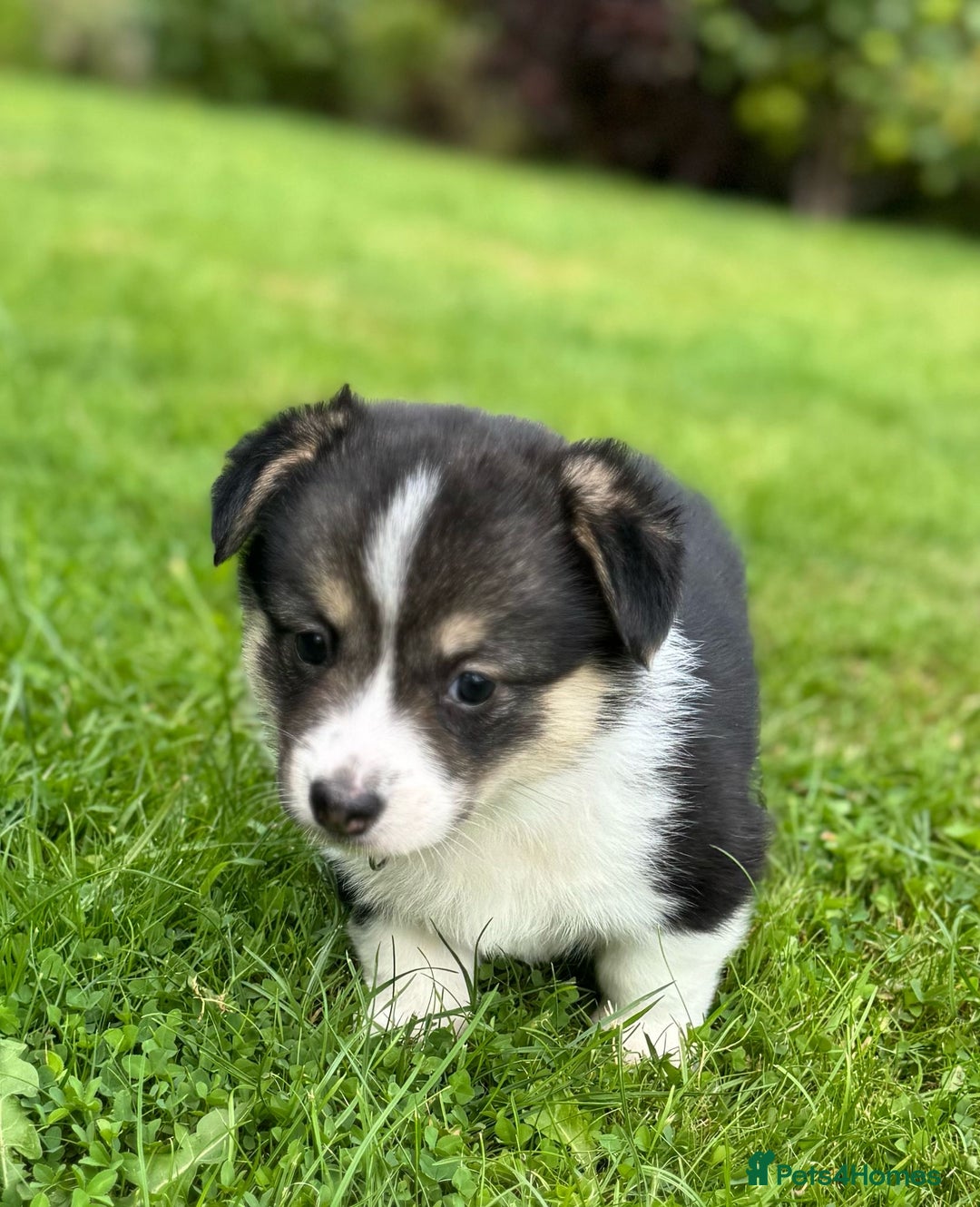 Welsh Corgi Pembroke dogs for sale: Champion bloodline KC reg. Pembrokes - Image 17