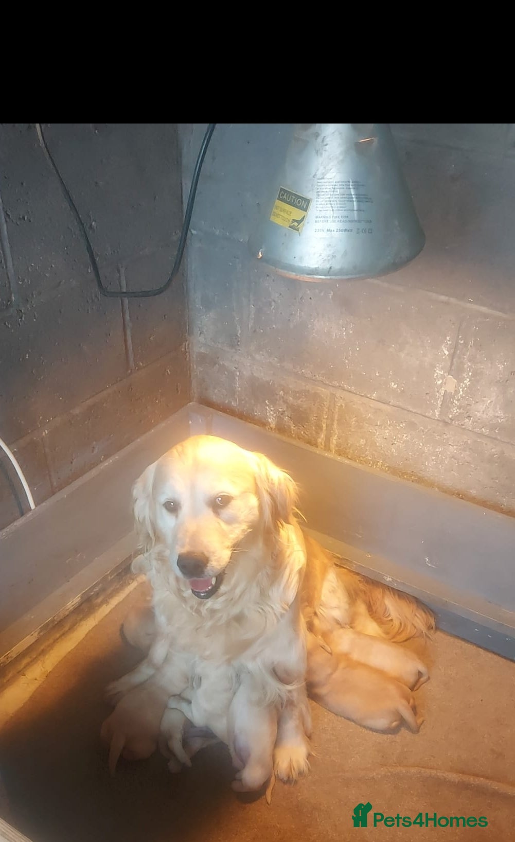 Golden Retriever dogs STUNNING HEALTH TESTED RETRIEVERS  - Advert 4