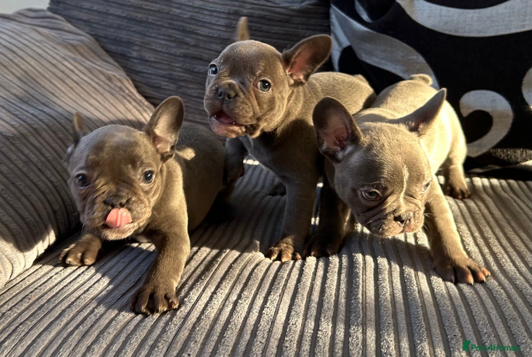 French Bulldog dogs for sale: 4 Solid Blue French Bulldog Girls - Advert 3