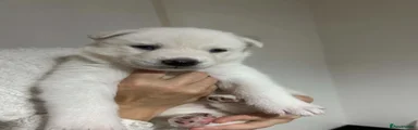 Siberian Husky 2