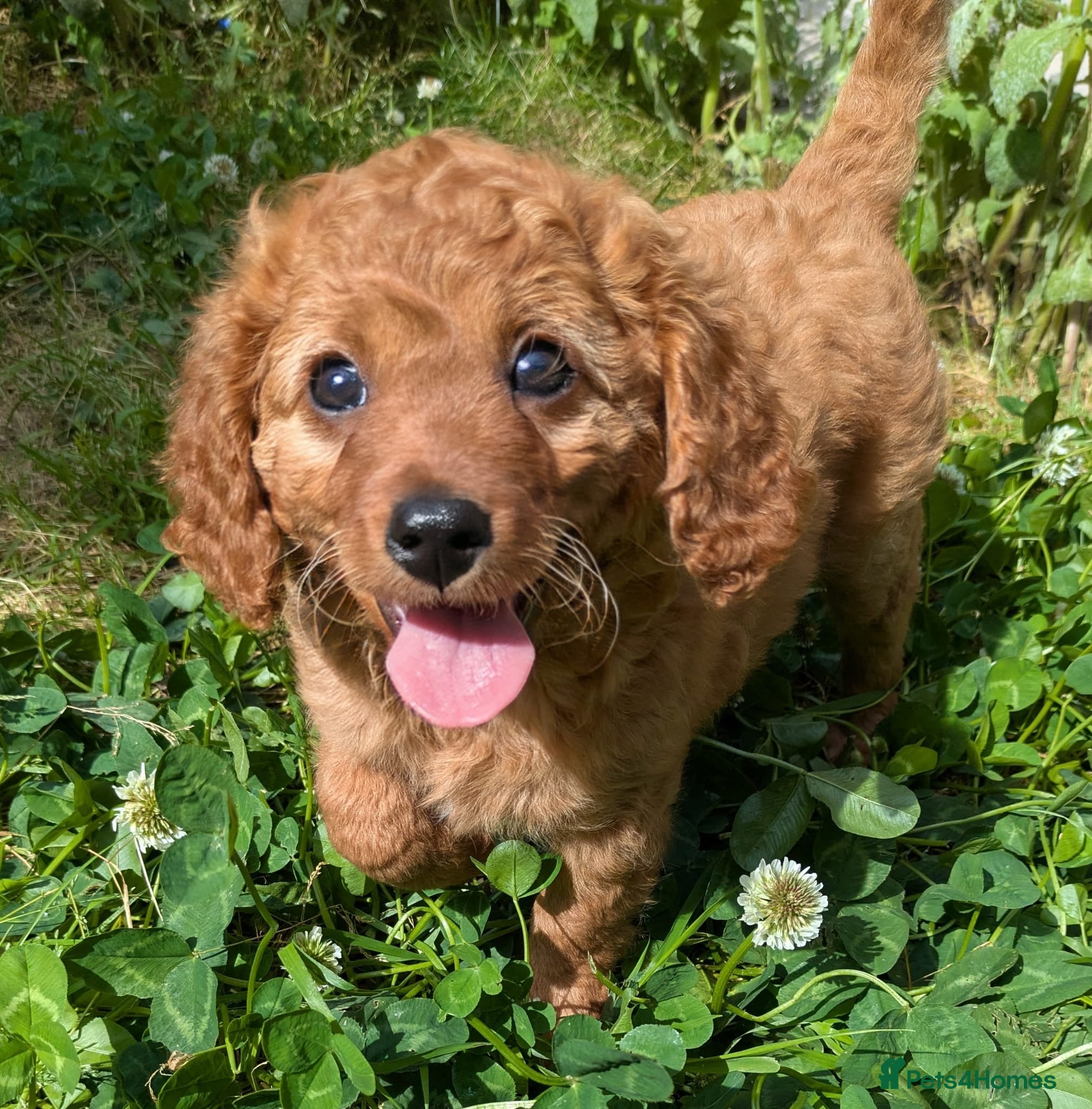 Cavapoo dogs ONLY ONE BOY PUPPY LEFT, price open to negotiation - Advert 2