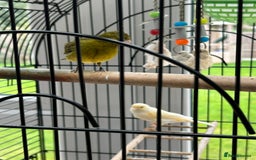 Canaries birds for sale: Pair of Canaries with Cage - Image 2