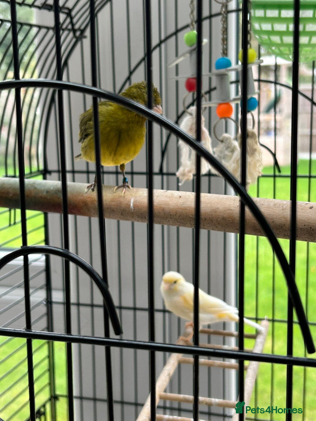 Canaries birds for sale: Pair of Canaries with Cage - Image 2