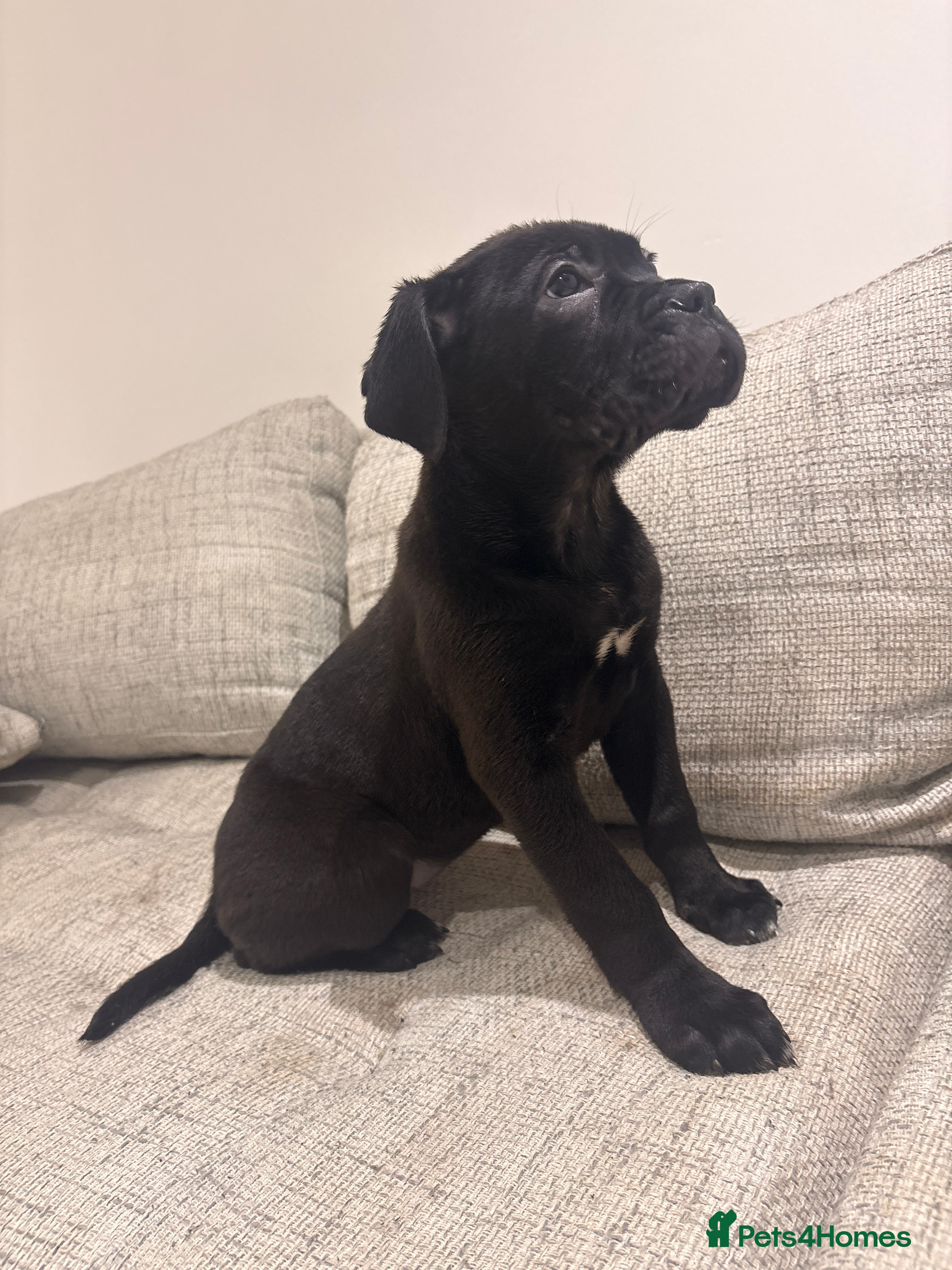 Mixed Breed dogs Puppies for Sale & Ready to go!! - Advert 1
