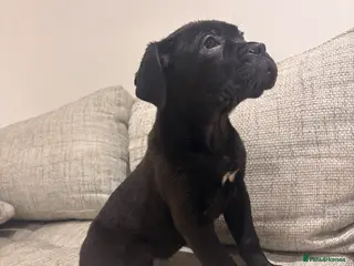 Mixed Breed dogs Puppies for Sale & Ready to go!! - Advert 1