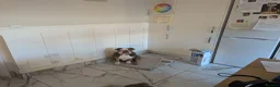 English Bulldog dogs for sale: English bulldog  - Advert 4