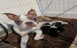 Boston Terrier dogs for sale: KC bostonTerrier puppies  - Image 1