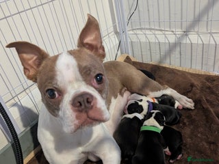 Boston Terrier dogs - Advert 1