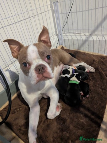 Boston Terrier dogs - Advert 1