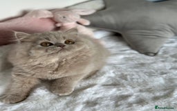 British Longhair cats for sale: Ready 🐻British Longhair chunky kittens💎🧸 - Image 18