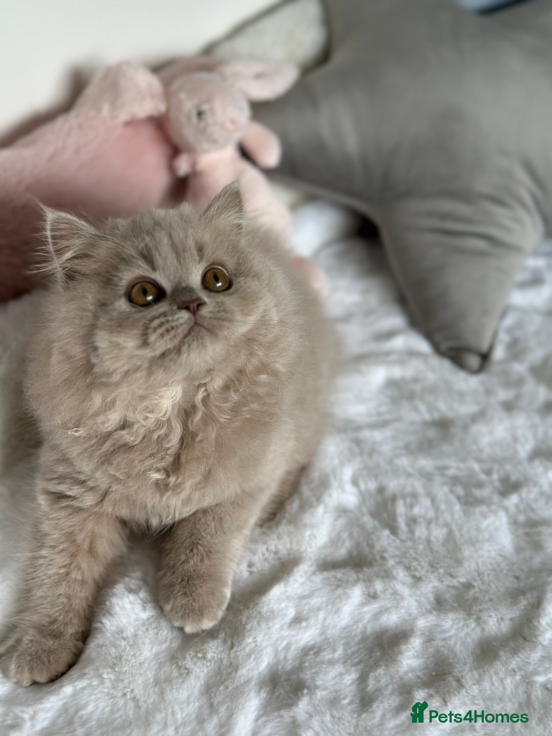 British Longhair cats for sale: Ready 🐻British Longhair chunky kittens💎🧸 - Image 18