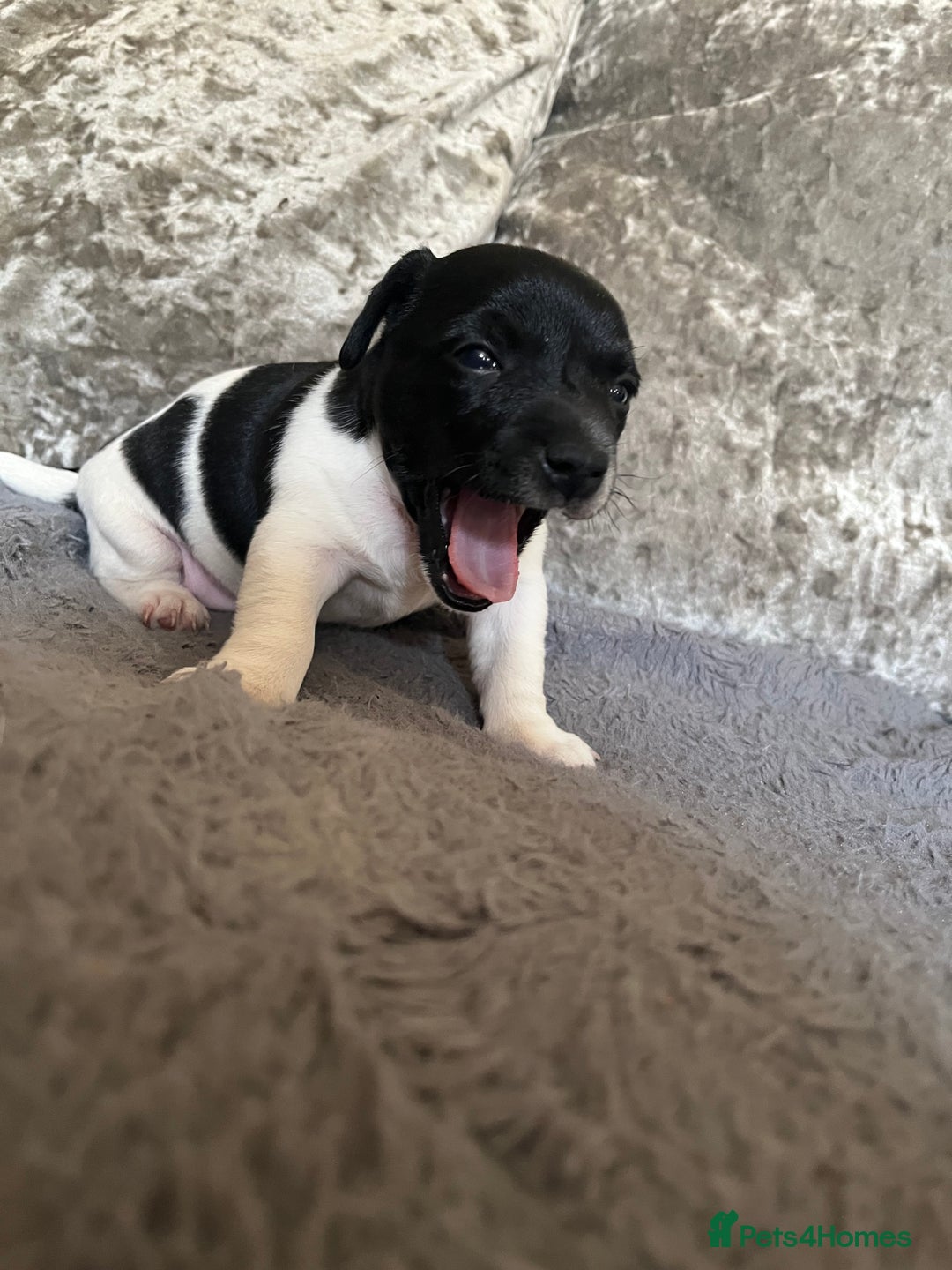 Patterjack dogs for sale: TOP QUALITY PATTERJACKS - Image 7