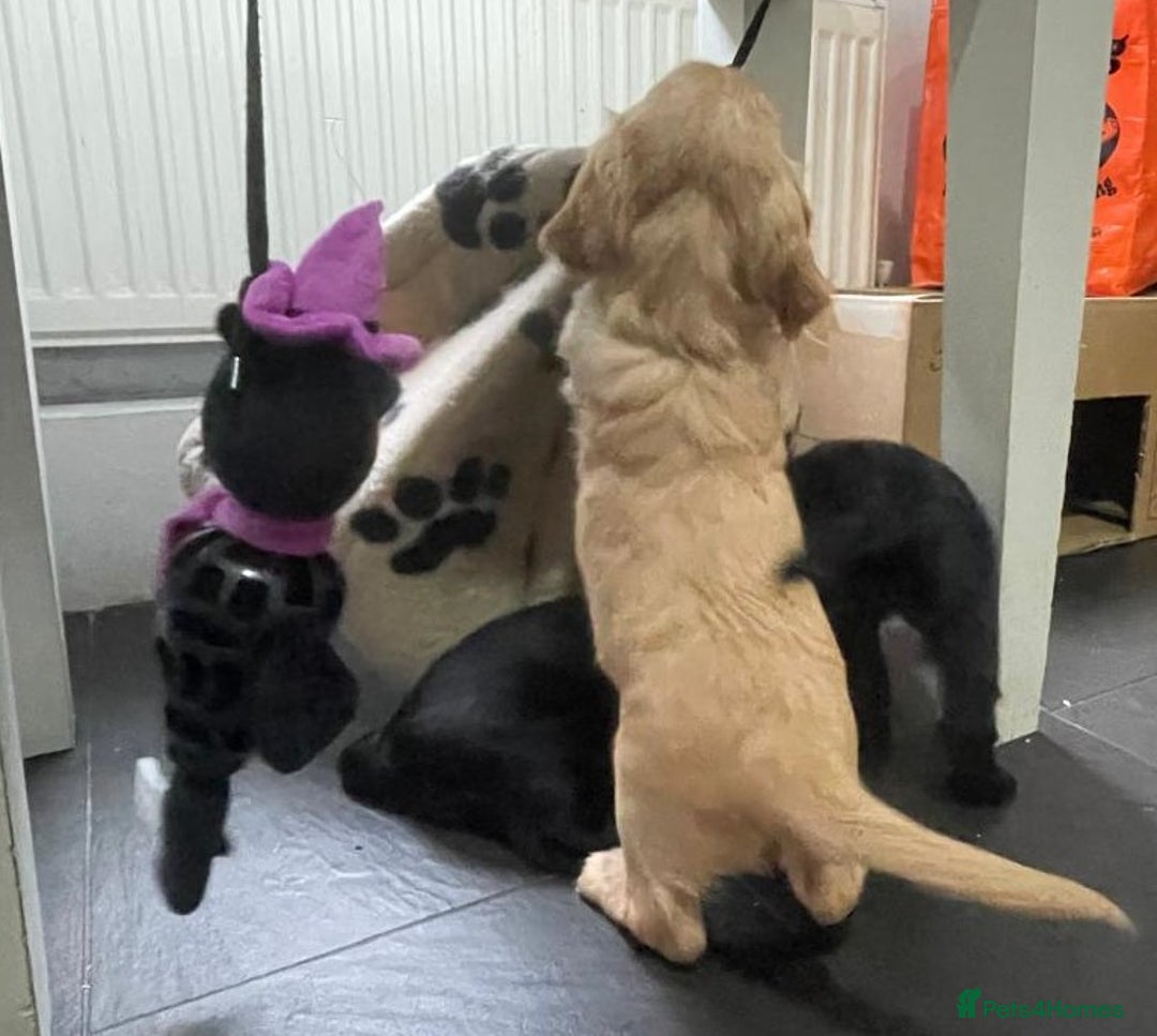 Cocker Spaniel dogs for sale: Working Cocker Spaniels - Image 10