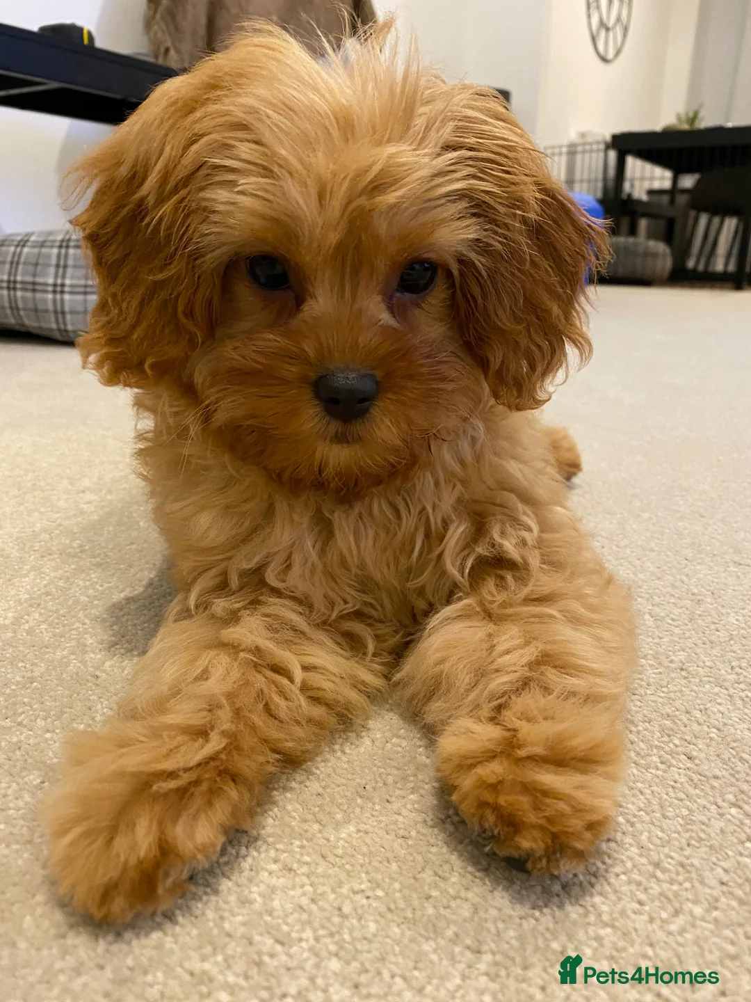 Cavapoo dogs for stud: 🐾 Proven F1 Cavapoo Stud – £300 🐾 in Chesterfield - Advert 2