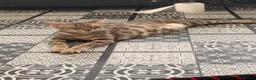 Bengal cats for sale: Bengal kittens for sale  in London - Advert 12