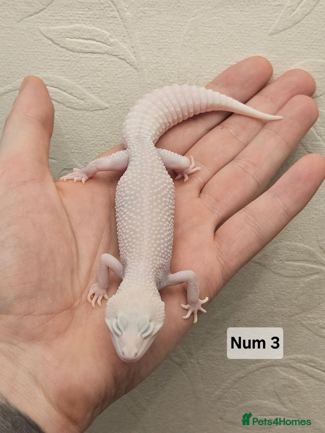 Leopard Gecko reptiles for sale: Leopard geckos babies various morphs  - Image 6