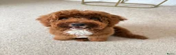 Aussiedoodle dogs for sale: 8 month old Aussiedoodle in Middlesbrough - Advert 1