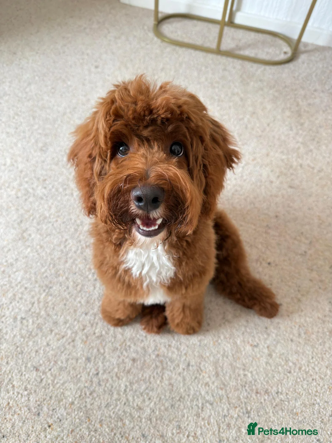 Aussiedoodle dogs for sale: 8 month old Aussiedoodle in Middlesbrough - Advert 1