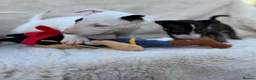 English Bull Terrier dogs for sale: Champion Bloodline English Bull Terrier Puppies - Advert 3