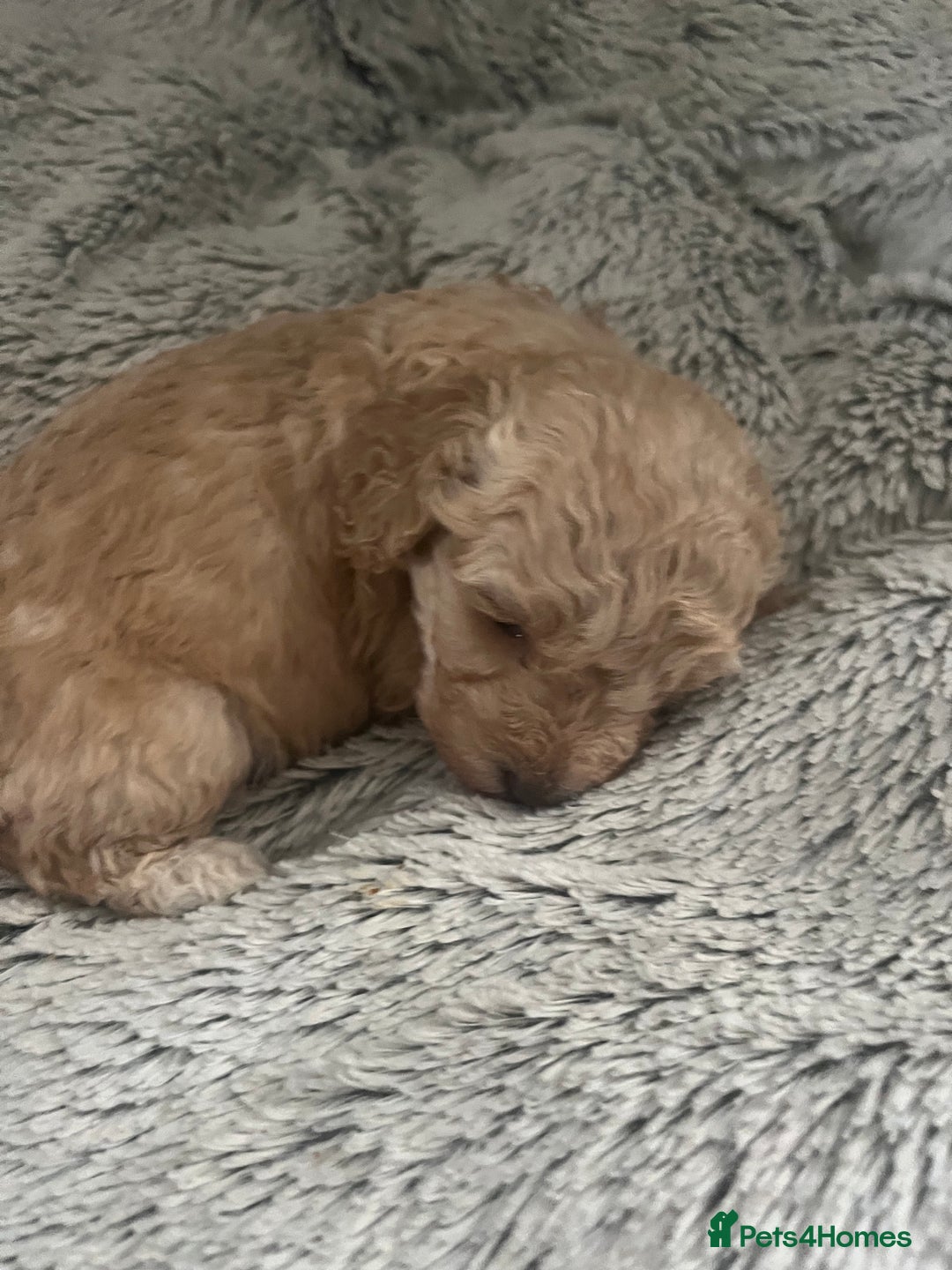 Cockapoo dogs for sale: Cockapoo Hypoallergenic F2B Pups - Full jabs - Image 7