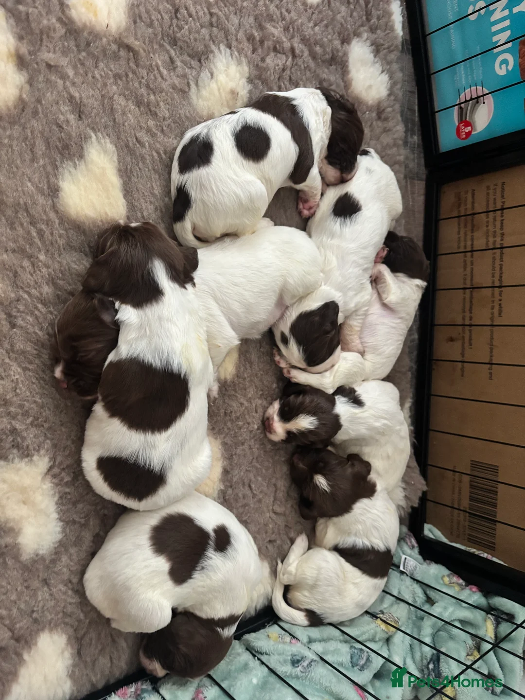 English Springer Spaniel dogs for sale: English springer spaniel puppies - Advert 20
