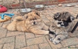 Chow Chow dogs for sale: 🩷🩵ONLY THREE GIRL chow chows left ready to go🩵 - Image 1