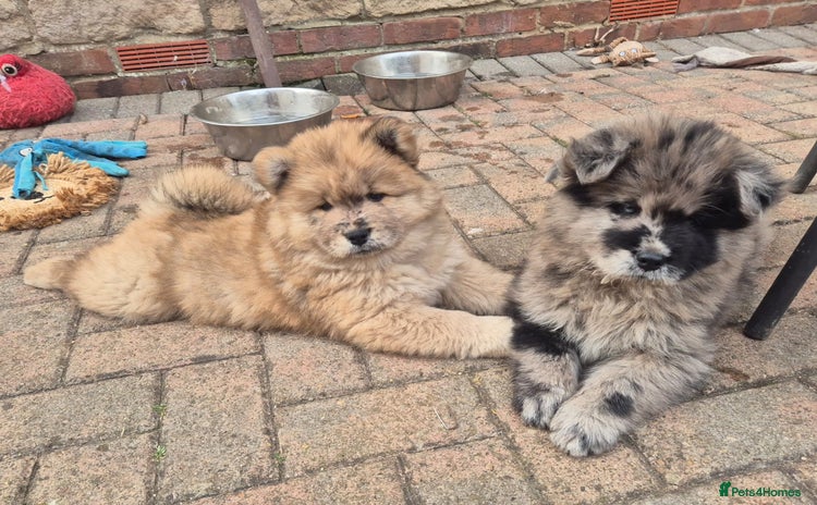 Chow Chow dogs - Advert 3