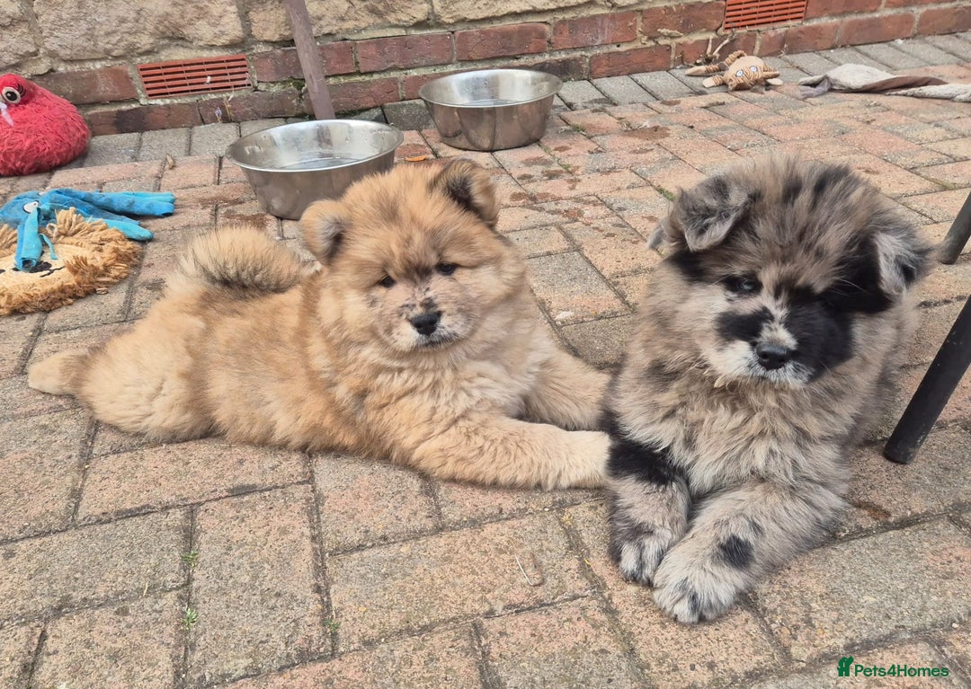 Chow Chow dogs for sale: 🩷🩵ONLY THREE GIRL chow chows left ready to go🩵 - Image 1