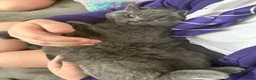 British Shorthair cats for sale: 7 month old female British shorthair in Widnes - Advert 3