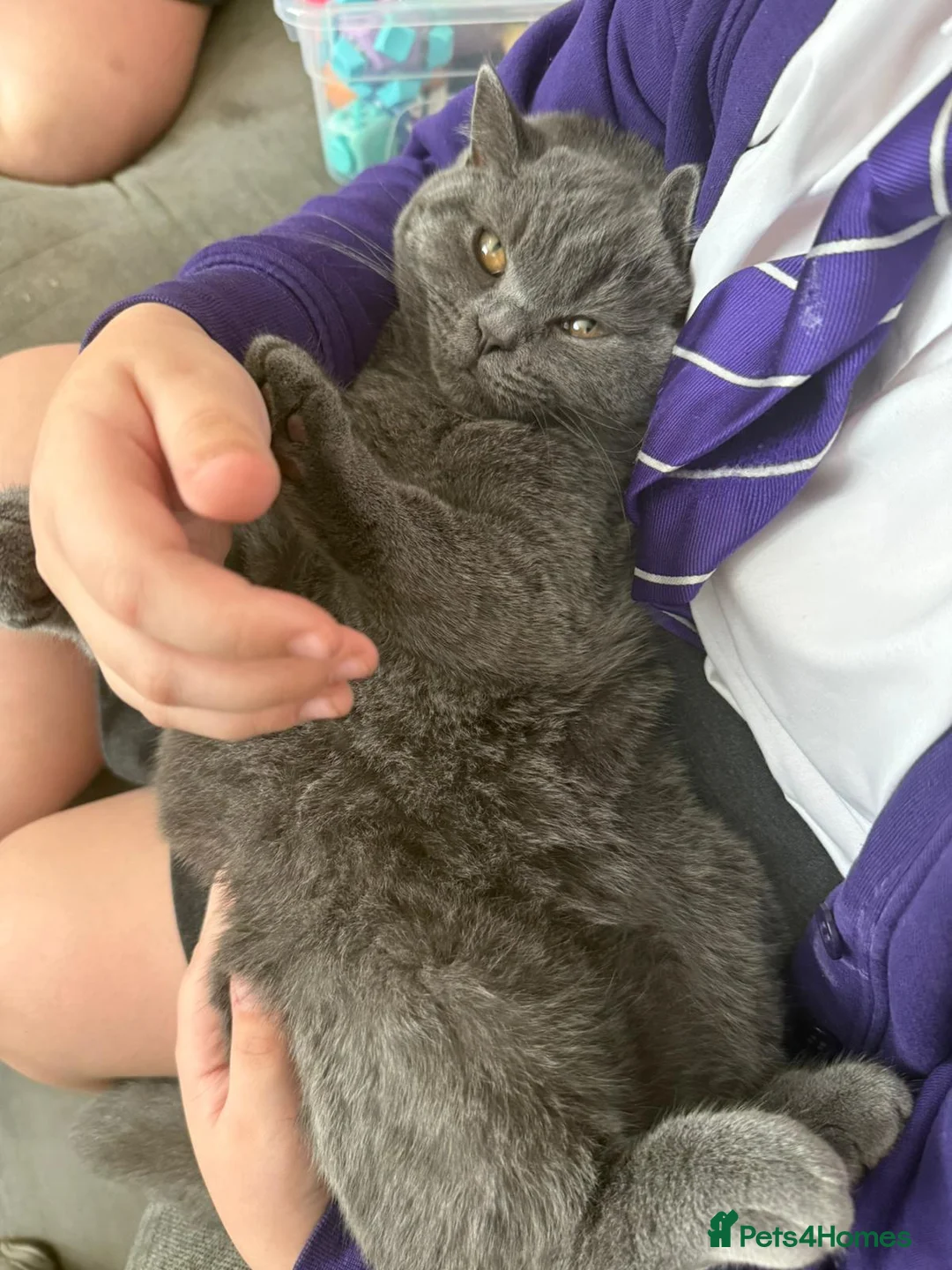 British Shorthair cats for sale: 7 month old female British shorthair in Widnes - Advert 3