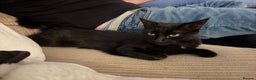 Mixed Breed cats for sale: Black cat  - Advert 10