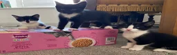 Mixed Breed cats for sale: Kittens ready now - Advert 6
