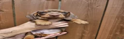 Miniature Dachshund dogs for sale: READY NOW KC reg miniature dachshund  - Advert 22