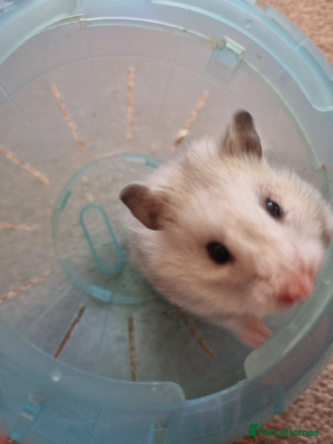 Hamster rodents for sale: Hamster and cage - Advert 3