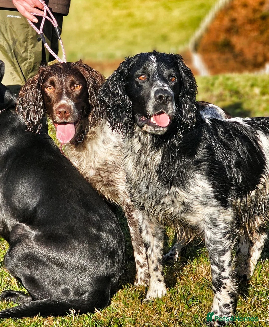 English Springer Spaniel dogs for stud: English Springer Spaniel For Stud - Health Tested in Kirriemuir - Advert 20