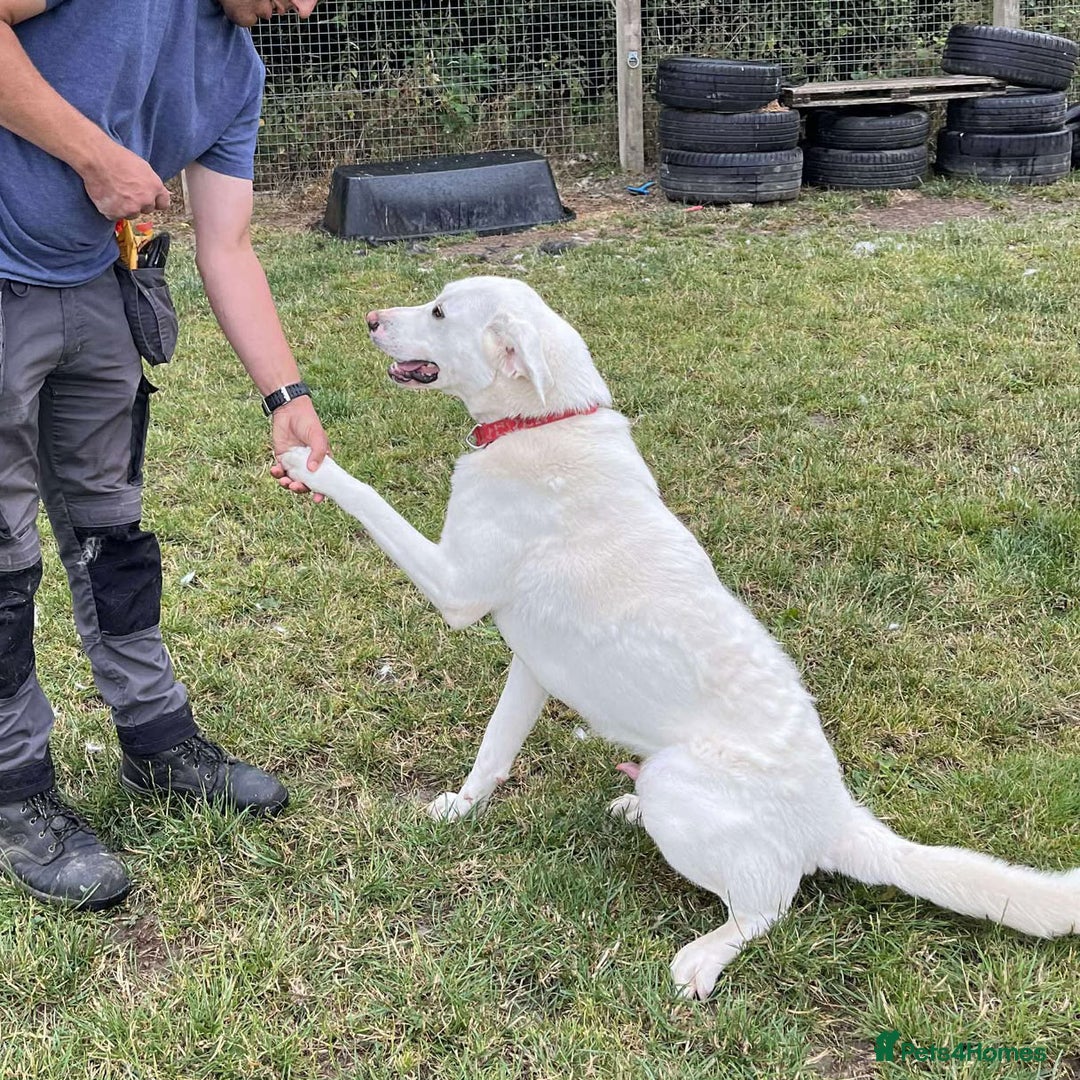 Mixed Breed dogs for adoption: DOUGIE - Like a Large Labrador - Image 4