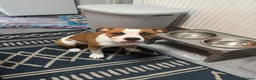 American Bulldog dogs for sale: American Bulldog 6 months old  - Advert 7