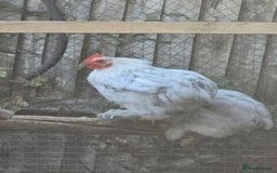 Chickens poultry for sale: Lavender Peking Bantams  - Image 2