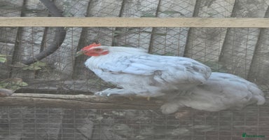 Chickens poultry - Advert 2