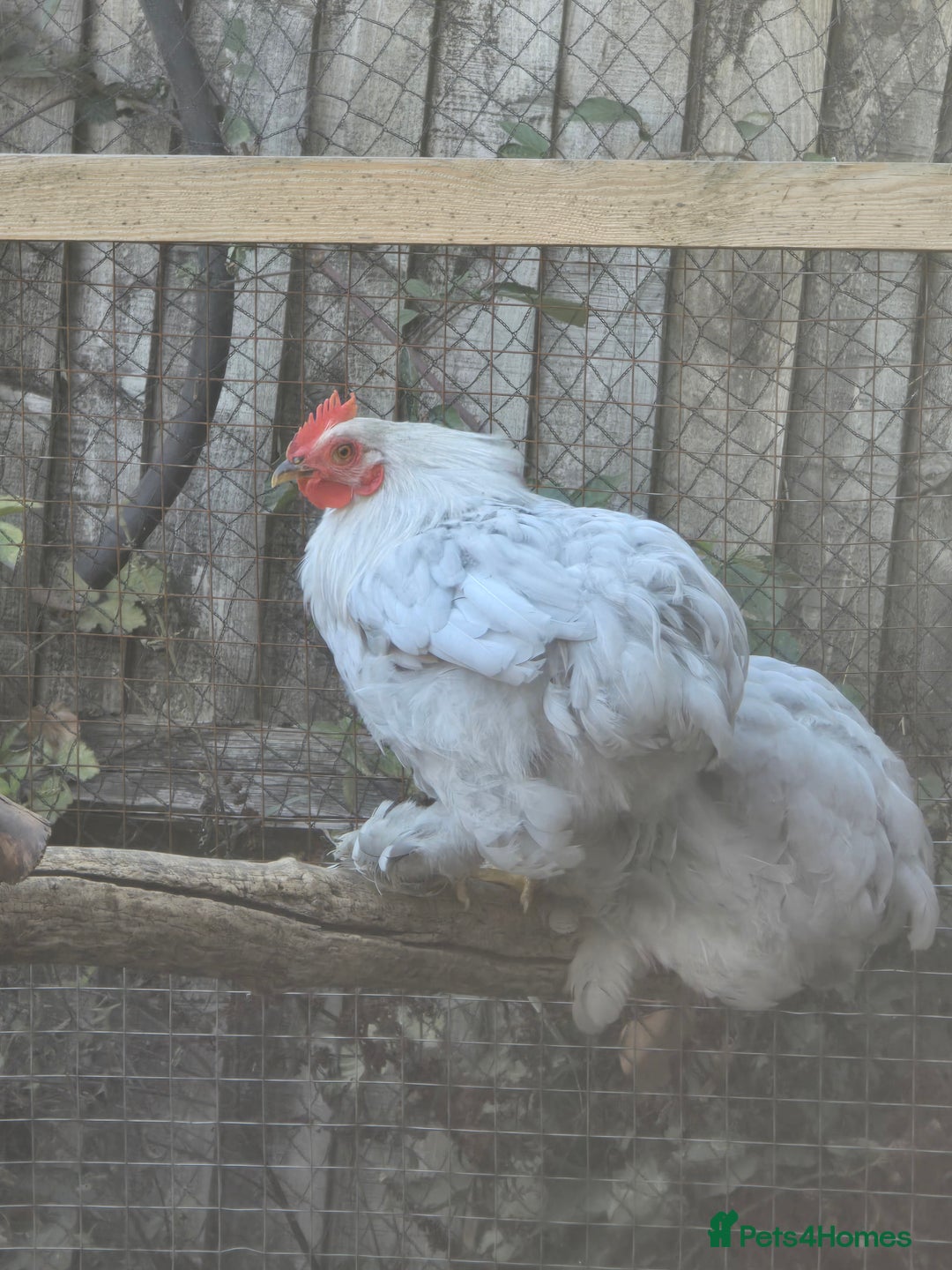 Chickens poultry for sale: Lavender Peking Bantams  - Image 2