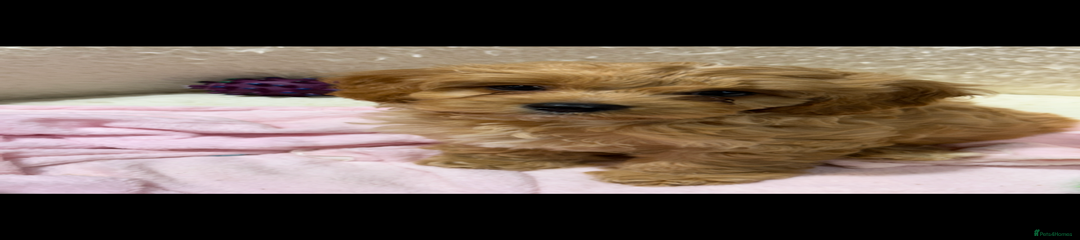 Cavapoo Puppy 1