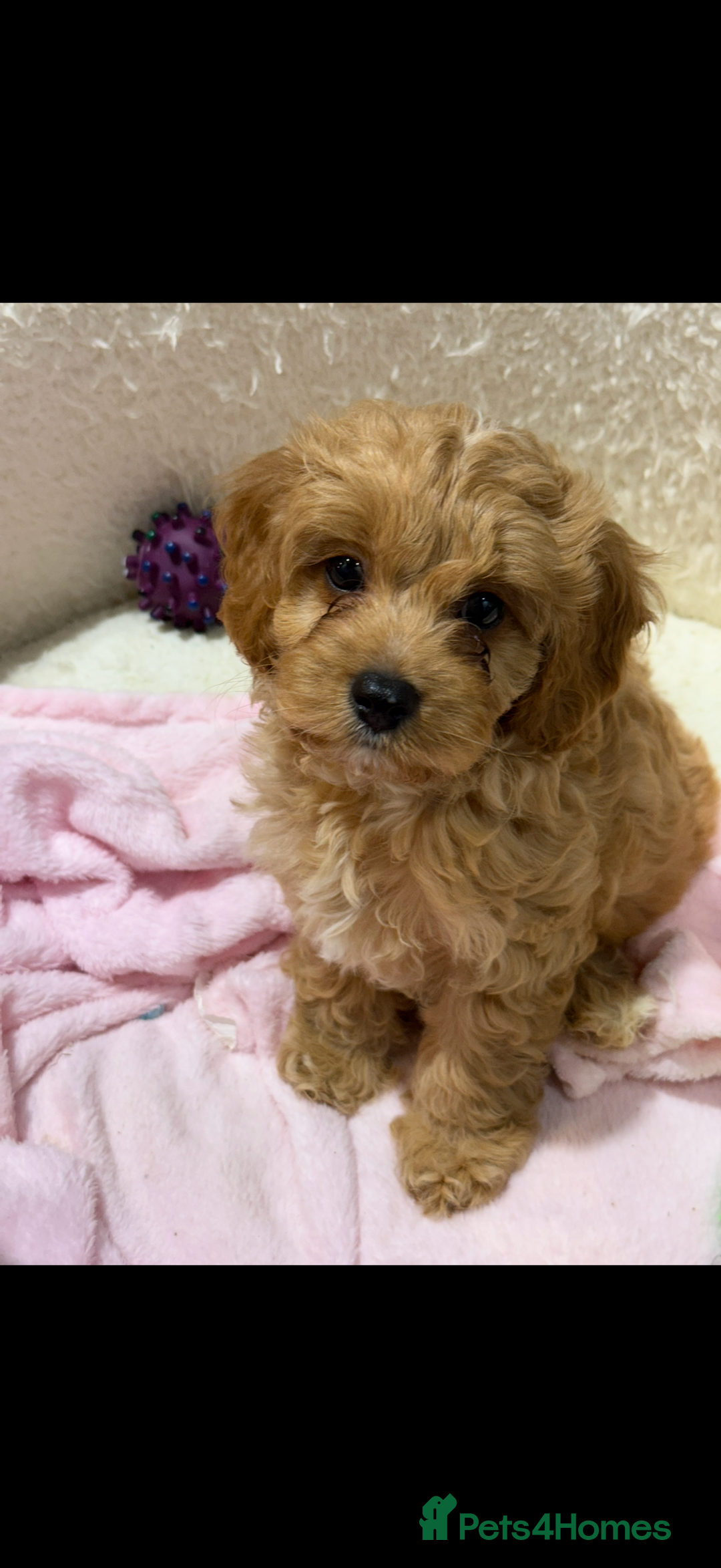 Cavapoo dogs for sale: Miniature cavapoo’s for sale - Image 11