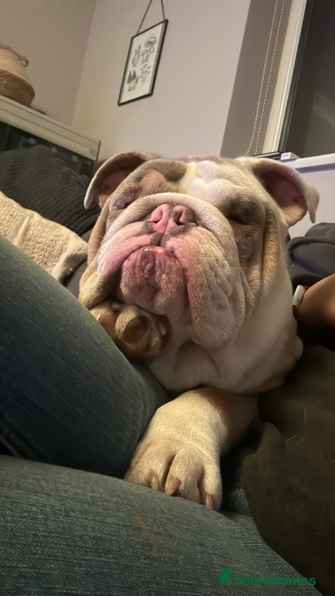 Mixed Breed dogs for sale: Bested boy that ever was Rare Pink Minibull boy  - Image 12
