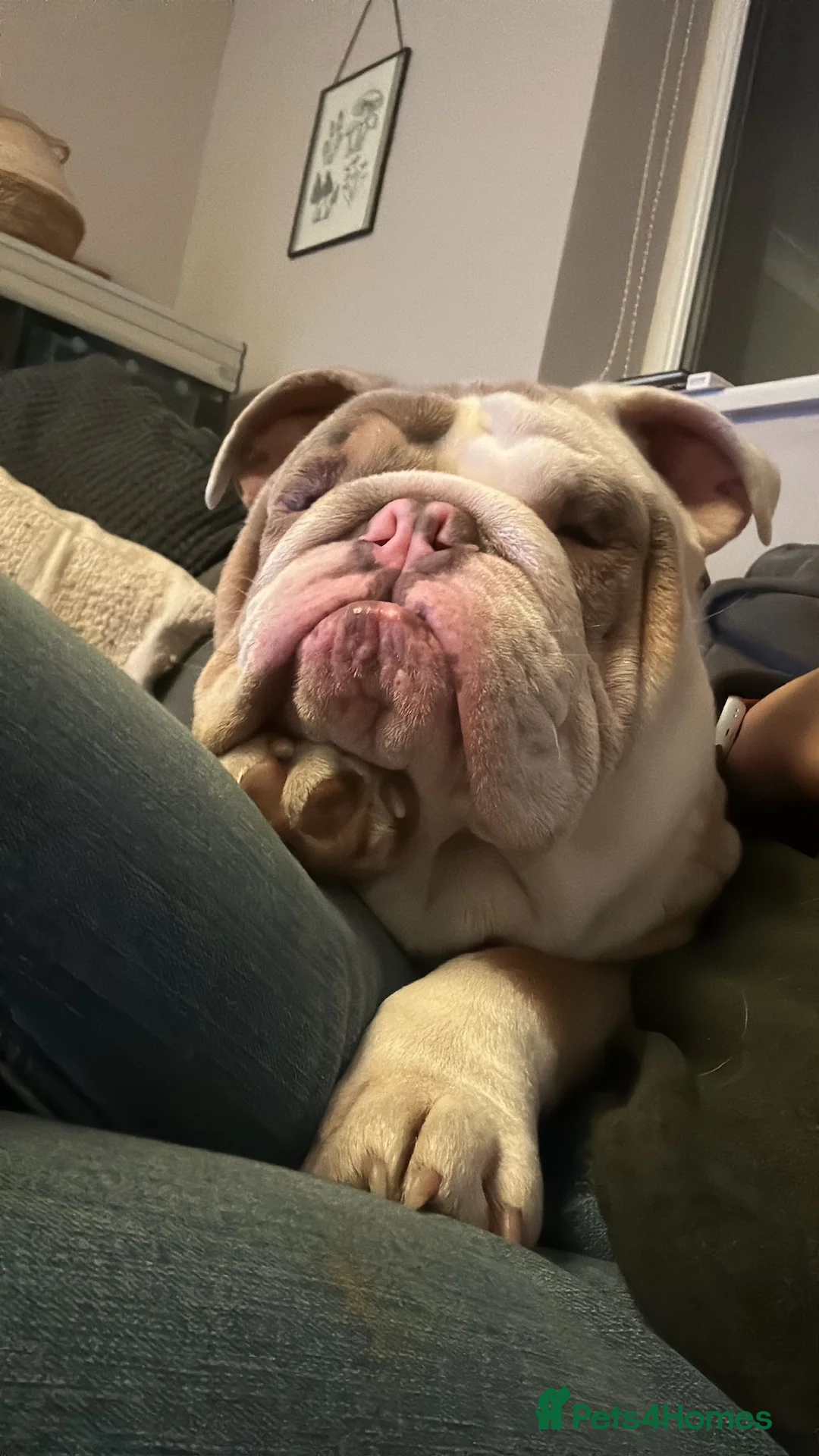 Mixed Breed dogs for sale: 3 French & English fully trained  - Advert 10